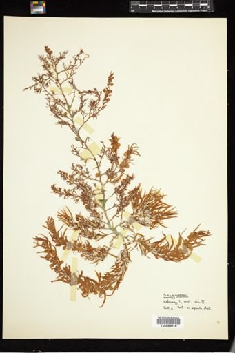 Sargassum