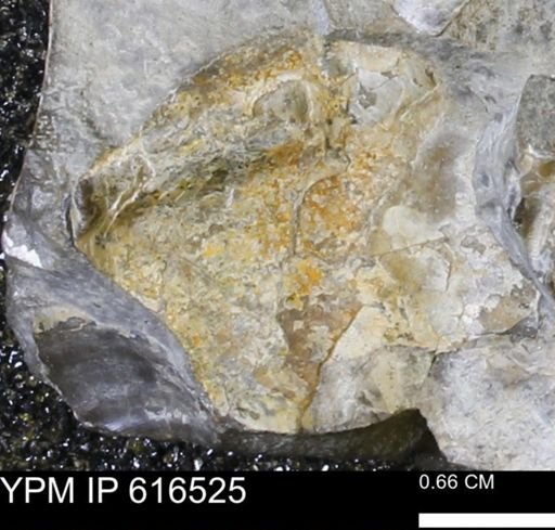 Inoceramus crippsii barabini