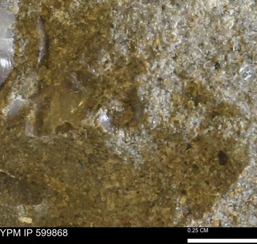 Protocardia subquadrata