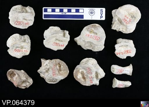undet. Plesiosauridae