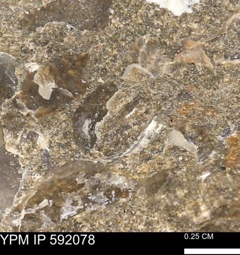 undet. Bivalvia