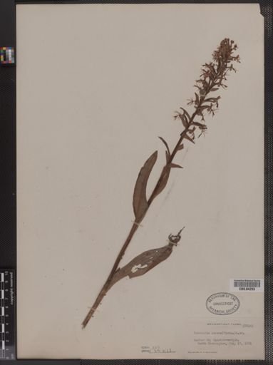 Habenaria lacera