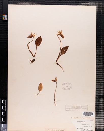 Calypso bulbosa