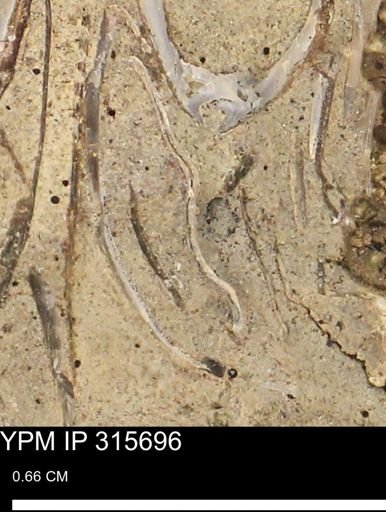 Bivalvia