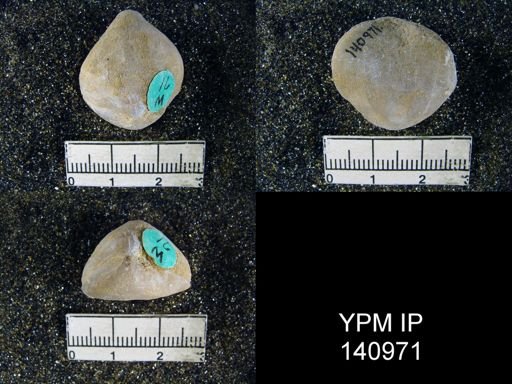 Spirigerella derbyi