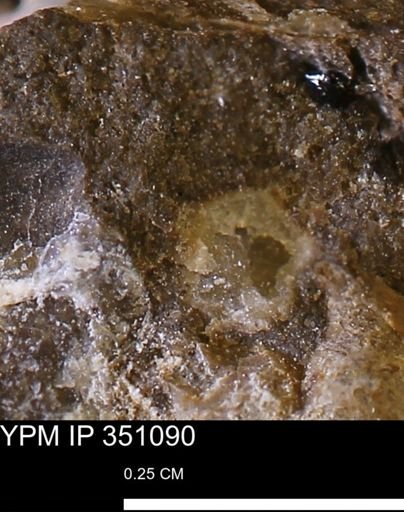 Limopsis striatopunctatus