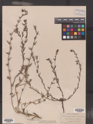 Lithospermum arvense
