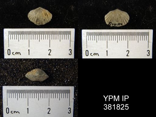 Platystrophia sp.
