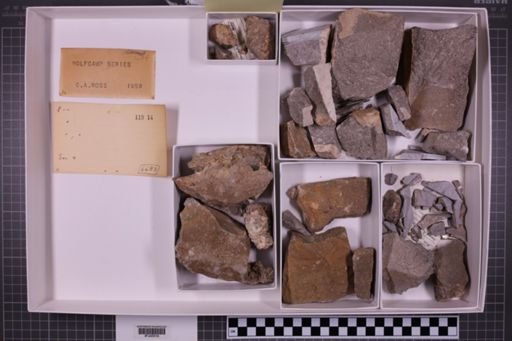 mixed taxa, stratigraphic collection