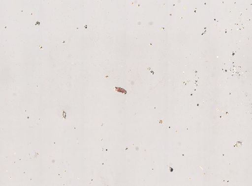 Paramecium caudatum
