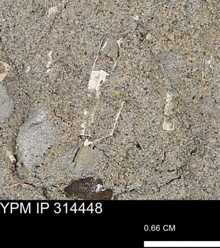undet. Scaphopoda