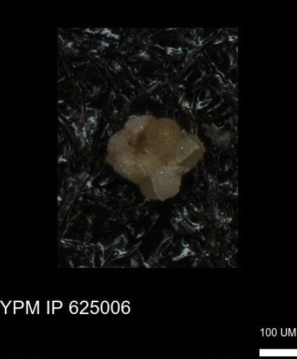 undet. Foraminiferida