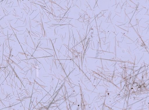 Polymastia boletiformis