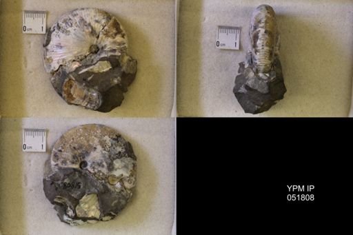 Hoploscaphites nicolletii
