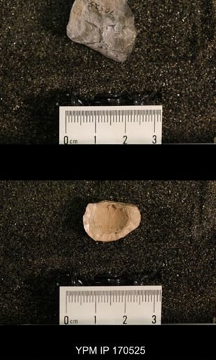 Plectorthis sp.