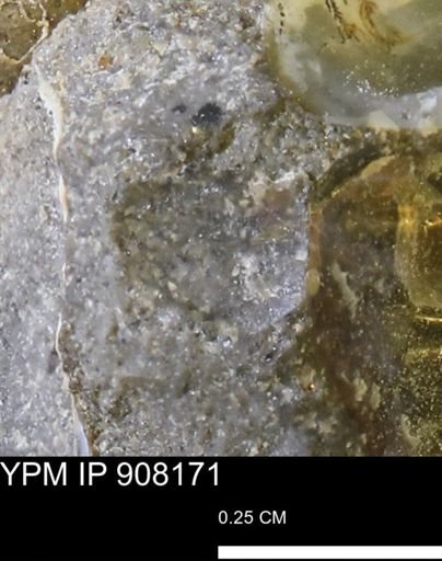 undet. Mollusca