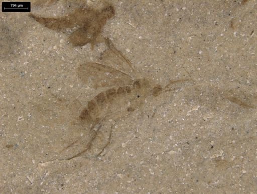 undet. Diptera