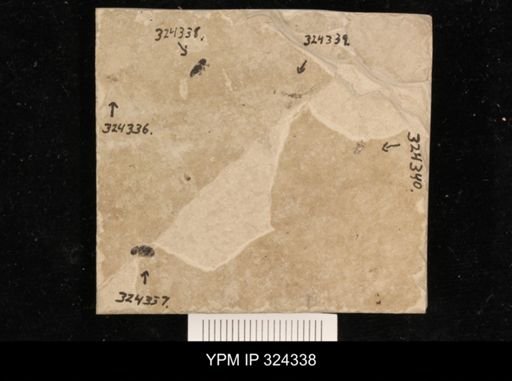 undet. Coleoptera