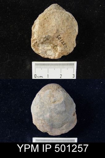 Productus cora?