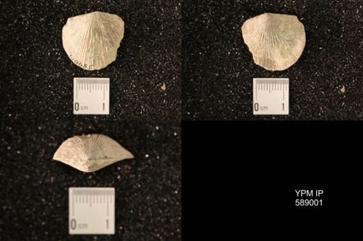 Dinorthis subquadrata