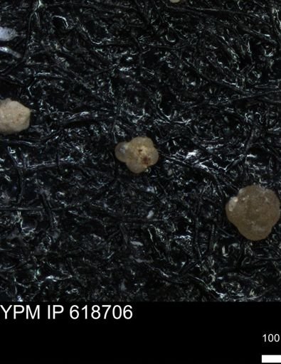 undet. Foraminiferida
