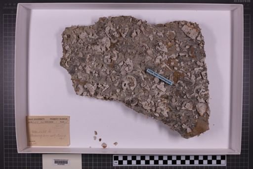 mixed taxa, stratigraphic collection