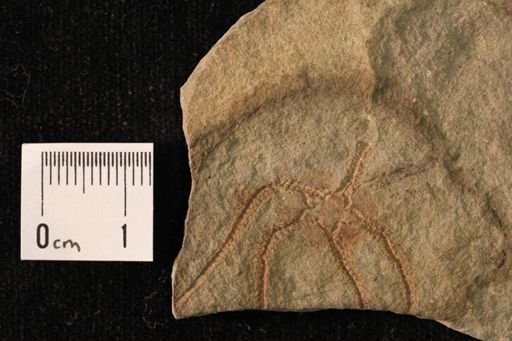 Lapworthura miltoni