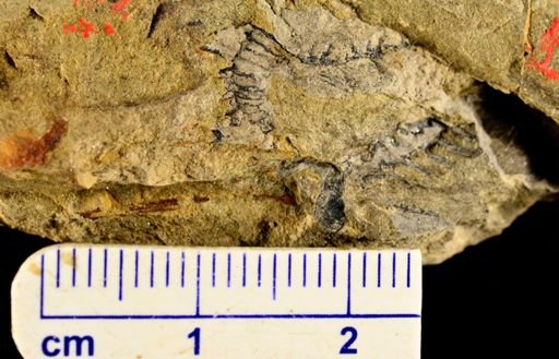 Calamites sp.