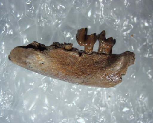 Adapisoricidae sp.
