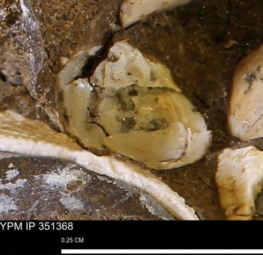 undet. Bivalvia