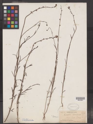 Linaria canadensis