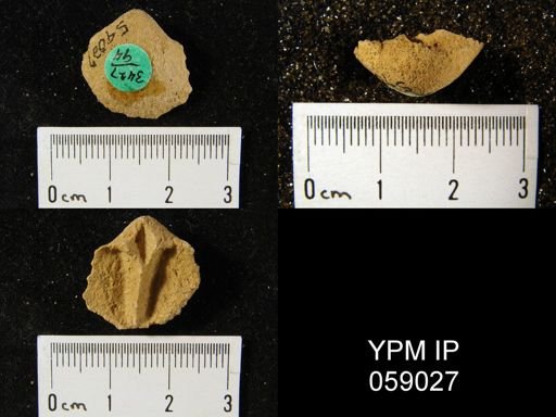 Gypidula multicostata