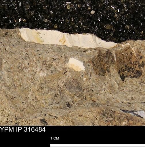 undet. Mollusca