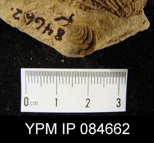 Sowerbyella transversalis