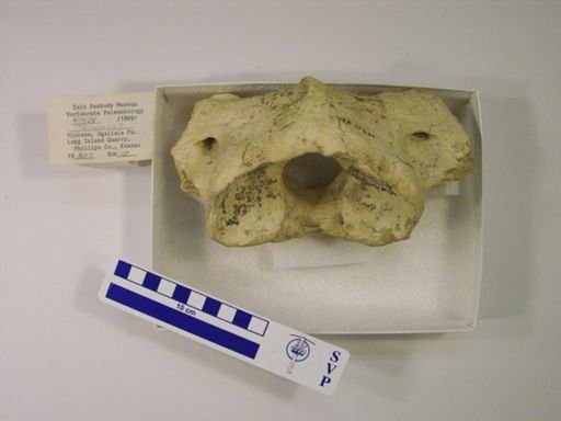 Teleoceras? fossiger