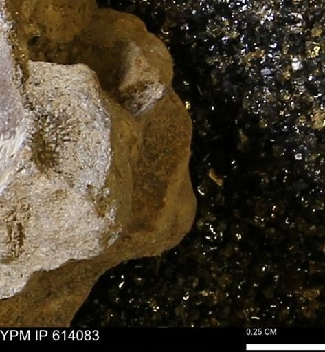 undet. Mollusca