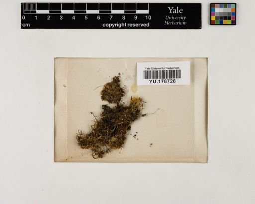 Plantae