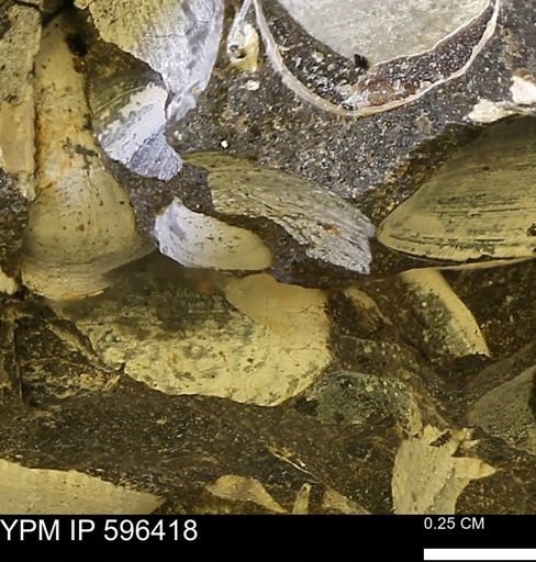 Limopsis? striatopunctatus