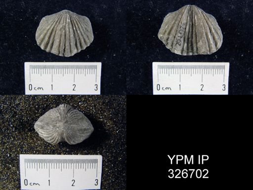 Platystrophia sp.