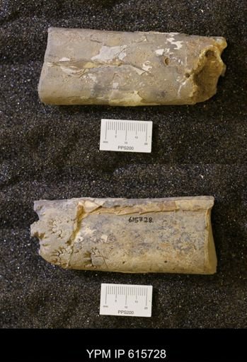 Baculites sp.