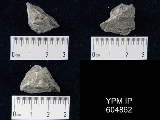 Cleiothyridina sp.