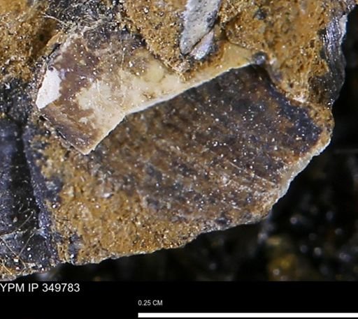 undet. Bivalvia