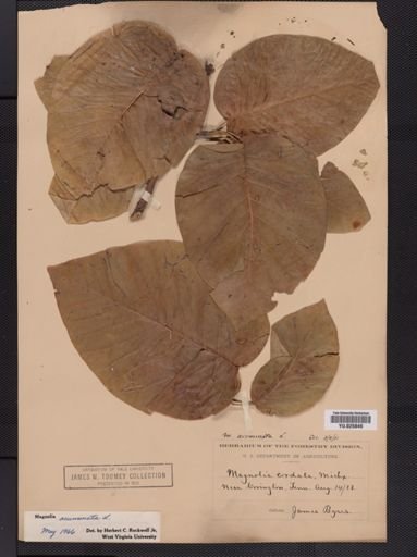 Magnolia acuminata