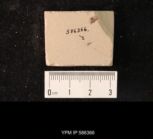 undet. Hymenoptera