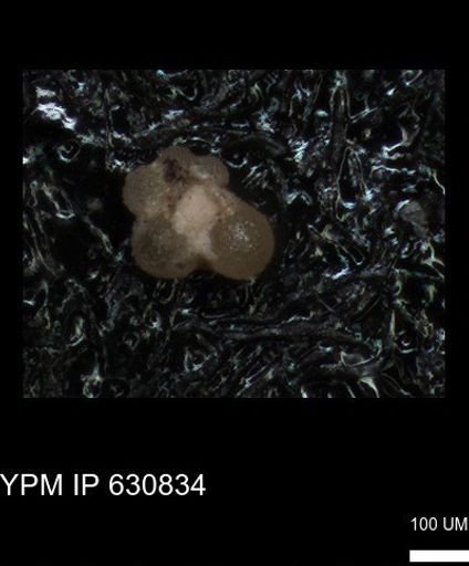 undet. Rugoglobigerinidae