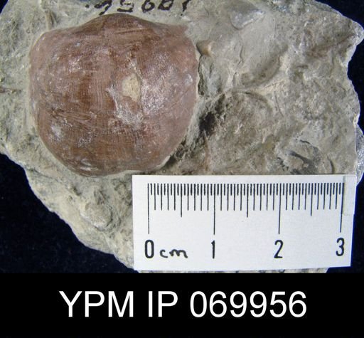 Megamyonia vaurealensis