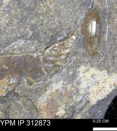 undet. Scaphitidae