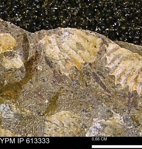 Scaphites sp.