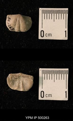 Mesolobus mesolobus decipiens