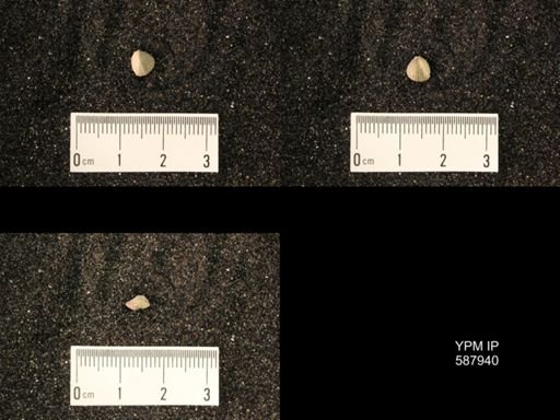 Zygospira modesta